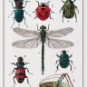 Набор для вышивания Thea Gouverneur 566 История насекомых