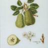 Набор для вышивания Thea Gouverneur 2056 Pears (Груши)