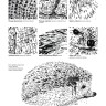 Рисуем животных ручками и маркерами: 26 реалистичных проектов
