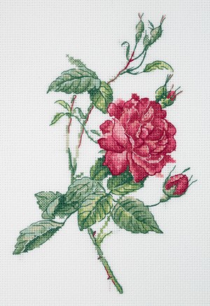 Кларт 8-531 Ботаника. Роза