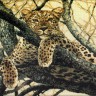 Набор для вышивания Риолис 937 Леопард