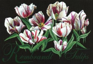 Thea Gouverneur 447.05 Rembrandt Tulips