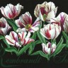 Набор для вышивания Thea Gouverneur 447.05 Rembrandt Tulips