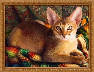 Алмазная живопись АЖ-1778 Абиссинский кот