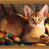 Алмазная живопись АЖ-1778 Абиссинский кот