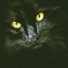Паутинка М-301 Черная кошка