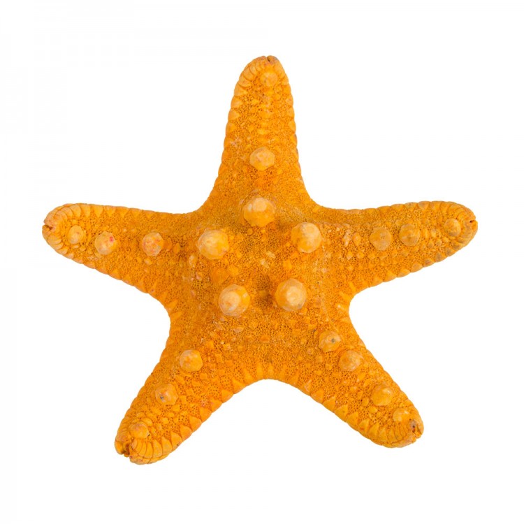 Blumentag MZF-001.02 Декоративная морская звезда