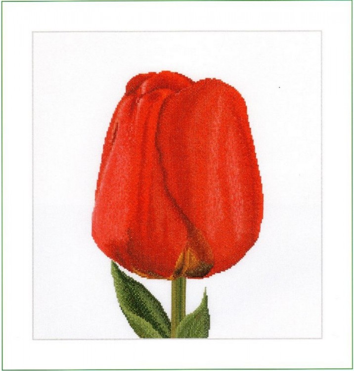 Набор для вышивания Thea Gouverneur 521A Red Darwin Hybrid Tulip