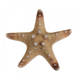 Blumentag MZF-001.06 Декоративная морская звезда
