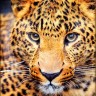 Алмазная живопись АЖ-4032 Взгляд леопарда