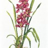 Набор для вышивания Eva Rosenstand 14-155 Красная орхидея