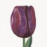 Набор для вышивания Thea Gouverneur 514 Purple Triumph tulip