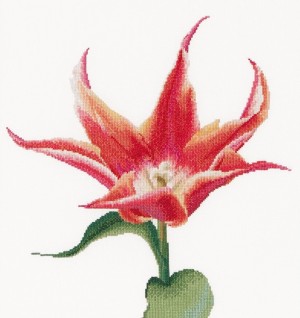 Thea Gouverneur 524 Red/Orange Lily flowering tulip