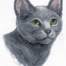 Набор для вышивания Панна J-1815 (Ж-1815) Русская голубая кошка