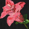 Набор для вышивания Белоснежка 6011-14 Мерцающий цветок