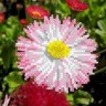 Каролинка ТКБЦ 5018 Майский цветок