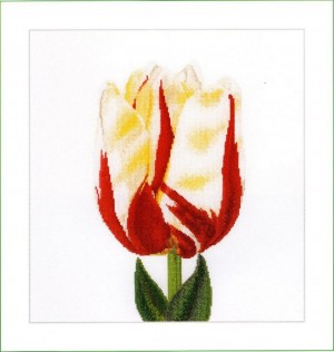 Thea Gouverneur 516 Flamed Single Late Tulip