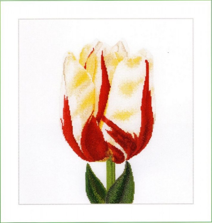 Набор для вышивания Thea Gouverneur 516 Flamed Single Late Tulip