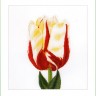 Набор для вышивания Thea Gouverneur 516 Flamed Single Late Tulip