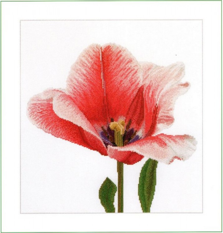 Набор для вышивания Thea Gouverneur 518 Pink Darwin Hybrid Tulip (Тюльпан розовый Дарвиновский гибрид)