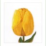 Набор для вышивания Thea Gouverneur 522 Yellow Hybrid Tulip