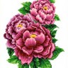 Набор для вышивания Каролинка КТКН 126 (Р) Розовые пионы