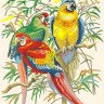 Белоснежка 245-CE Тропические попугаи