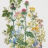Набор для вышивания Thea Gouverneur 424A Herb Panel (Полевые травы)