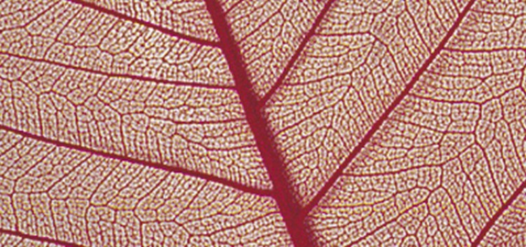 Rayher 8500618 Листья сухие для декора