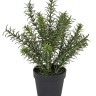Fiebiger Floristik 106287-800 Цветок декоративный в кашпо "Розмарин"
