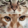 Набор для вышивания Thea Gouverneur 543A Cats Tess and Simba (Кошки Тесс и Симба)