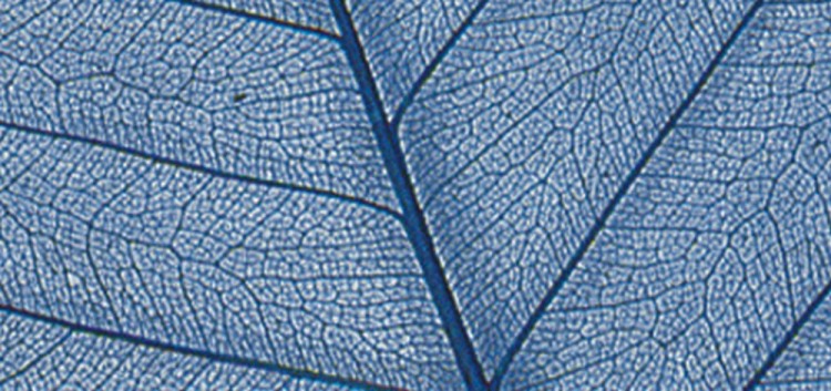 Rayher 8500610 Листья сухие для декора Rayher 8500610 Листья сухие для декора