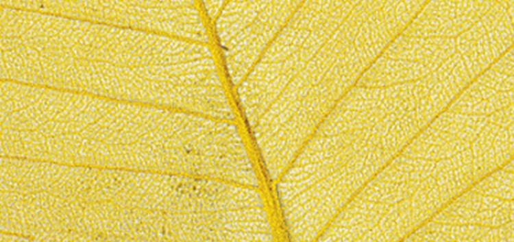 Rayher 8500620 Листья сухие для декора