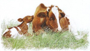 Thea Gouverneur 449A Red Cow