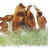 Набор для вышивания Thea Gouverneur 449A Red Cow