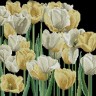 Jing Cai Ge 1258 Желтые и белые тюльпаны