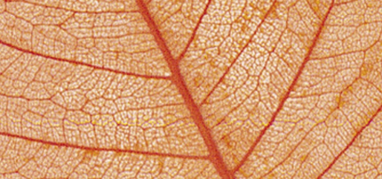 Rayher 8500634 Листья сухие для декора