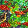 Матренин Посад 4083 Дрозд-рябинник