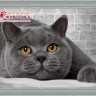 Алмазная живопись АЖ-1463 Британский кот
