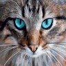 Paintboy GX40018 Кот с бирюзовыми глазами