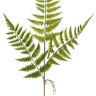 Fiebiger Floristik 109306-808 Ветка декоративная "Папоротник"