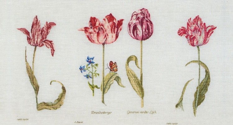 Thea Gouverneur 786 Tulips of Jacob Marrel and Judith Leyster 16th Century (Тюльпаны Якоба)