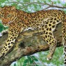 Grafitec 10.359 Ленивый леопард
