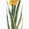 Thea Gouverneur 3072 Gladioli Yellow (Желтый гладиолус)