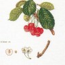 Thea Gouverneur 2058 Flarance Cherry (Флорентийская вишня)