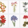 Набор для вышивания Thea Gouverneur 3082 Six Floral Studies