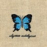 Набор для вышивания Le Bonheur des Dames 3628 Papillons Ulysses Autolycus (Бабочка Ulysses Autolycus)