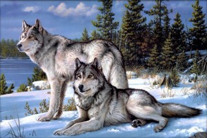 Алмазная живопись АЖ-4016 Два волка
