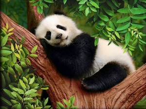 Алмазная живопись АЖ-1826 Сонная панда