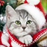 Алмазная живопись АЖ-4161 Новогодний кот в пледе
